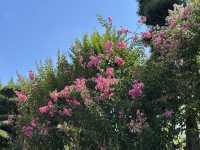 香港好去處 | 賞花 | 志蓮淨苑 | 蓮花