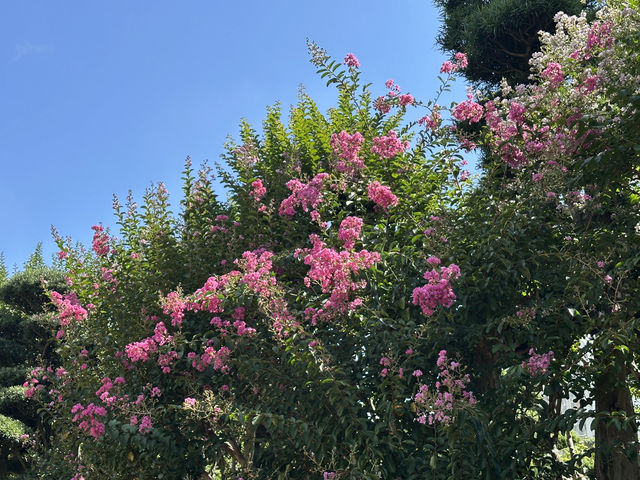 香港好去處 | 賞花 | 志蓮淨苑 | 蓮花