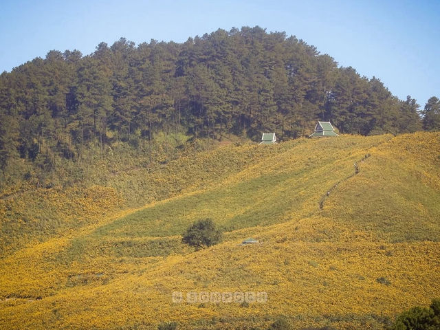 ทุ่งดอกบัวตอง ดแยแม่อูคิ🌻🌼🌻