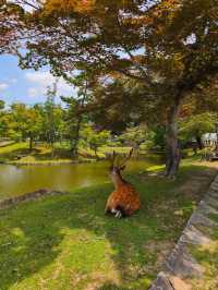 Nara park - must visit place in Japan