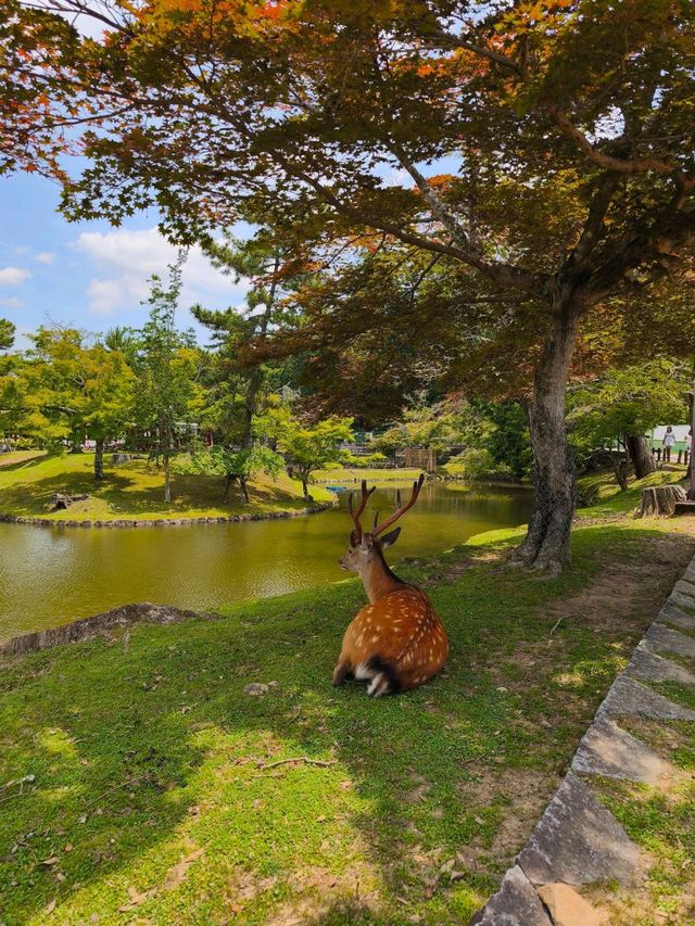 Nara park - must visit place in Japan