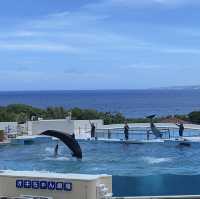 沖繩美麗海水族館：潛入世界最大水槽『黑潮之海』的夢幻藍！」  