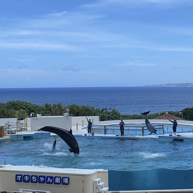 沖繩美麗海水族館：潛入世界最大水槽『黑潮之海』的夢幻藍！」  