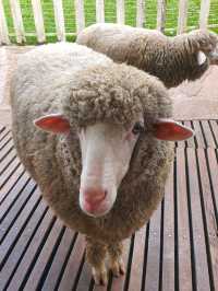 Sanctuary for the sheeps and lambs in Cameron Highlands