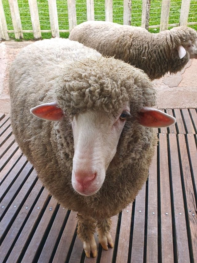 Sanctuary for the sheeps and lambs in Cameron Highlands