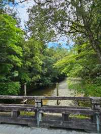 伊勢神宮洗滌心靈之旅，與自然與信仰同行⛩️🌿
