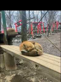【宮城】宮城蔵王キツネ村