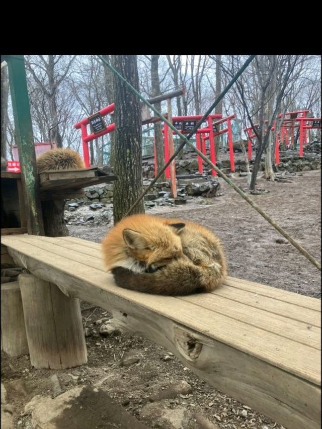 【宮城】宮城蔵王キツネ村