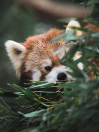 【神戸どうぶつ王国】動物との距離ゼロ！ふれあい満載の癒しテーマパーク🐾✨