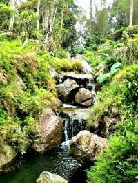 The world's first Japanese Tea House in a Tropical Forest