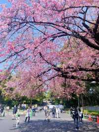 🌸東京櫻花季｜5大絕美賞櫻地全攻略 