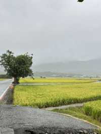 💦雨天版伯朗大道｜金城武樹水鏡奇景 ，其實遺憾也是旅途的一部分！