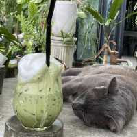 คาเฟ่ในสวน Tree House Cafe ณ หัวหิน