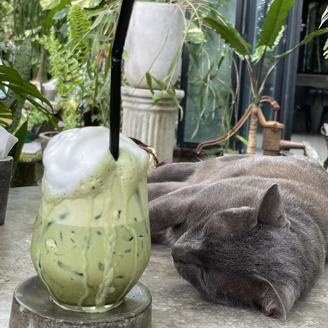 คาเฟ่ในสวน Tree House Cafe ณ หัวหิน