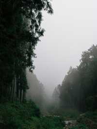 避雷⚠️請問到底是誰在勸退阿里山？？？ 