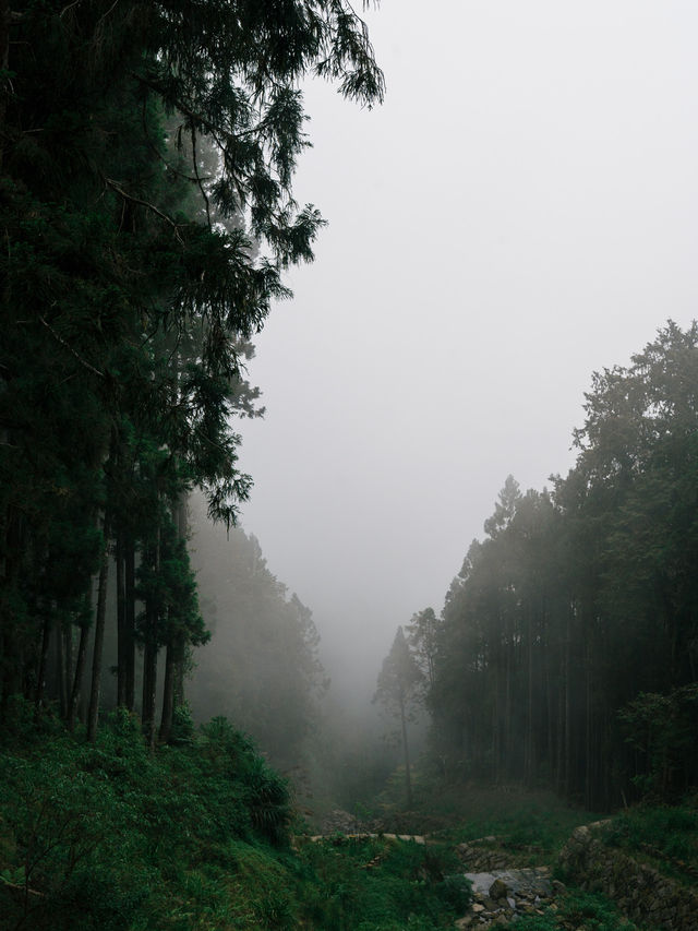 避雷⚠️請問到底是誰在勸退阿里山？？？ 