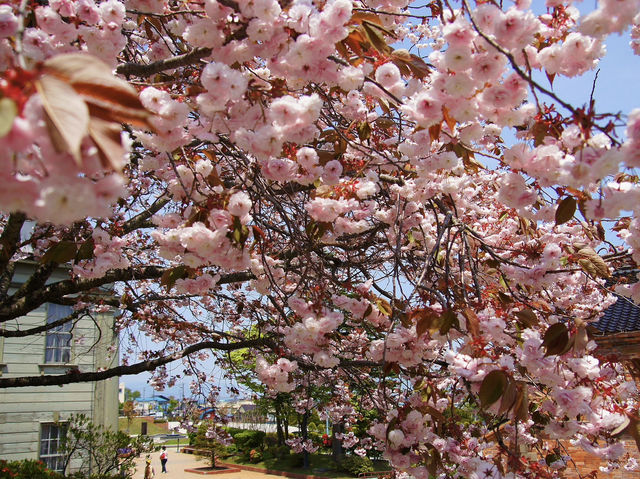 🏛️ Time Travel in Hakodate: Old Public Hall & Motomachi Park Stroll