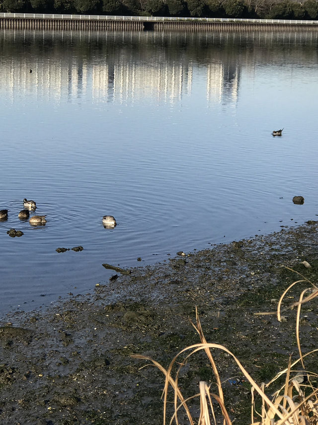 【千葉　習志野　谷津干潟公園と谷津バラ園】 