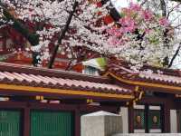 神戶鬧區內的櫻花秘境/生田神社