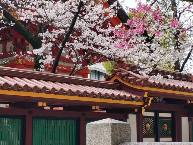 神戶鬧區內的櫻花秘境/生田神社