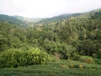 🏚️ : Lung Dech Tea Farm ไร่ชาลุงเดช เที่ยวเชียงให