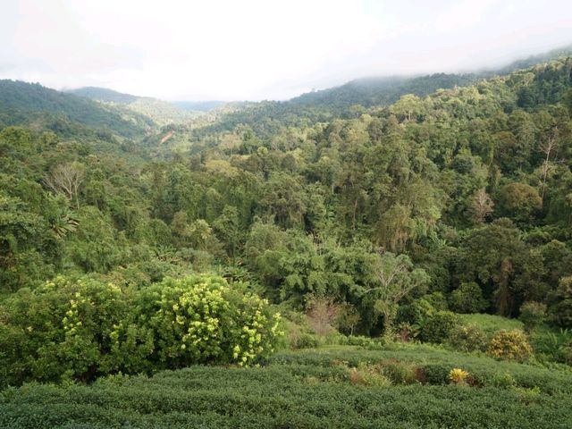 🏚️ : Lung Dech Tea Farm ไร่ชาลุงเดช เที่ยวเชียงให