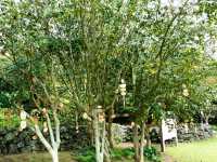 Whispers of Old Jeju: A Walk Through the Folk Village