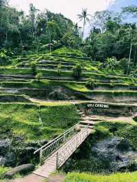 The Green Stairway to Heaven – Tegallalang Rice Terrace
