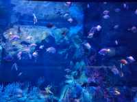 Dive Into the Coolest Underwater World