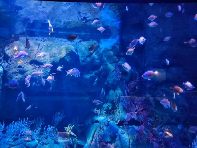 Dive Into the Coolest Underwater World