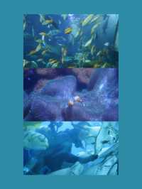 🐡🪼睇魚要去！屏東海生館：海洋生物教育的展示中心🐋🐠