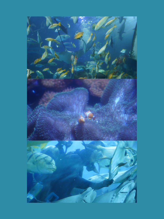 🐡🪼睇魚要去！屏東海生館：海洋生物教育的展示中心🐋🐠