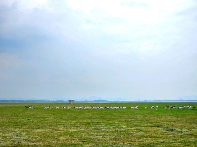 จุดกางเต็นท์บ้านหาดเล็บยาว นิวซีแลนด์เมืองไทย