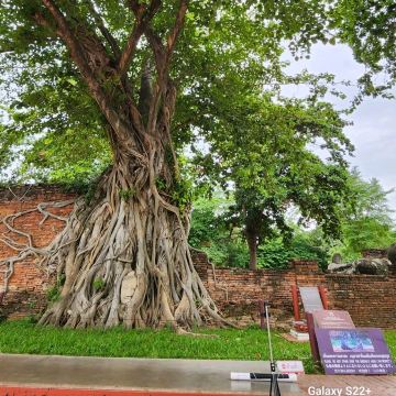 泰國七大奇觀世界遺產//樹中佛(瑪哈泰寺Wat Mahathat)｜Trip.com 大城