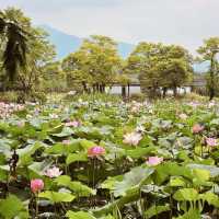 **"Semiwon Garden: A Secret Han River Oasis – A Solo Traveler’s Floral Paradise"** 🌸🌊   