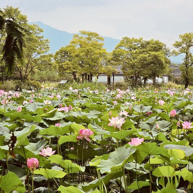 **"Semiwon Garden: A Secret Han River Oasis – A Solo Traveler’s Floral Paradise"** 🌸🌊   