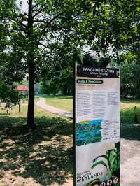 Into the Wild: First Impressions at Paya Indah Wetlands