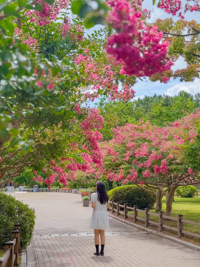 (실시간) 내가 조와하는 경주의 여름🌿