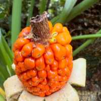 🌿 "Omoro Botanical Garden: A Hidden Jungle Oasis in Okinawa!