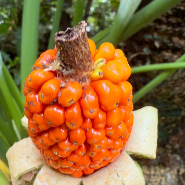 🌿 "Omoro Botanical Garden: A Hidden Jungle Oasis in Okinawa!