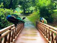 Get Up Close with Birds at KL Bird Park