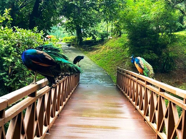 Get Up Close with Birds at KL Bird Park
