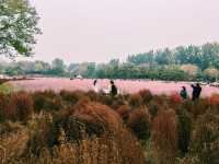 Pink Muhly Sea: A Dreamlike Symphony in Blush