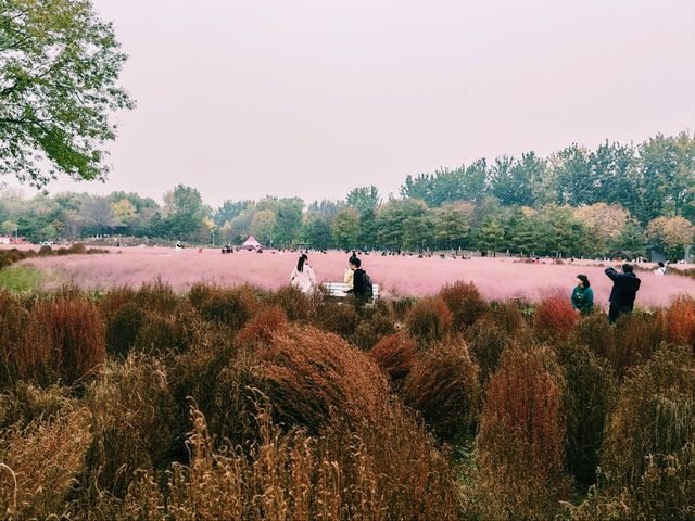 Pink Muhly Sea: A Dreamlike Symphony in Blush