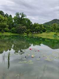 Silk Tree Season at Hangzhou Botanical Garden