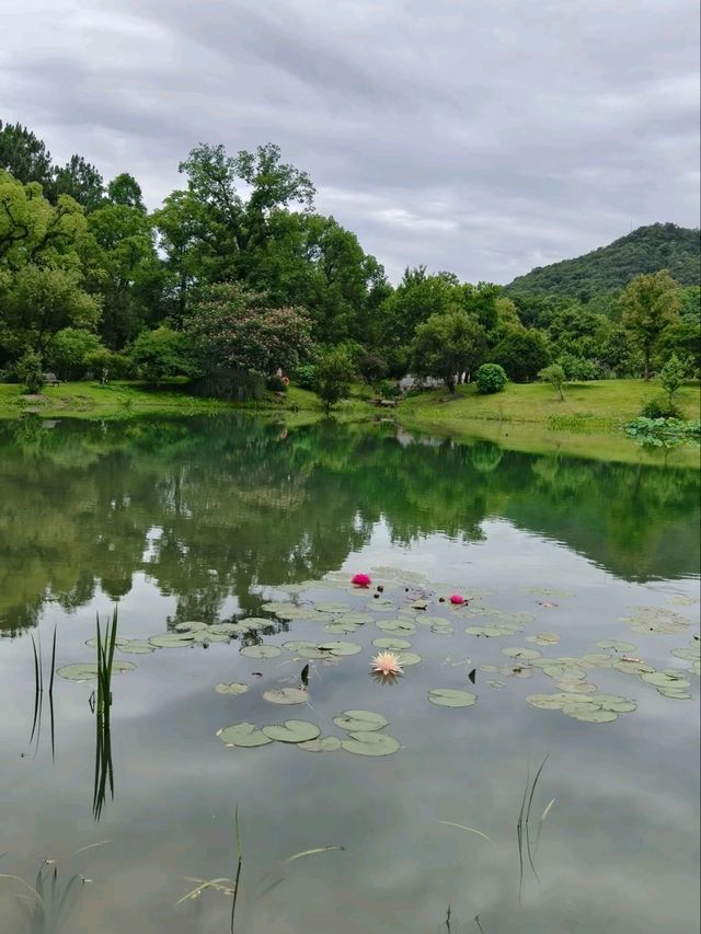 Silk Tree Season at Hangzhou Botanical Garden