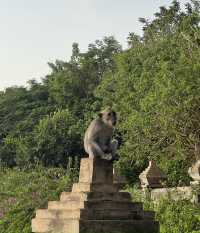 The Wild Monkeys of Bali: Playful, Sacred & Free