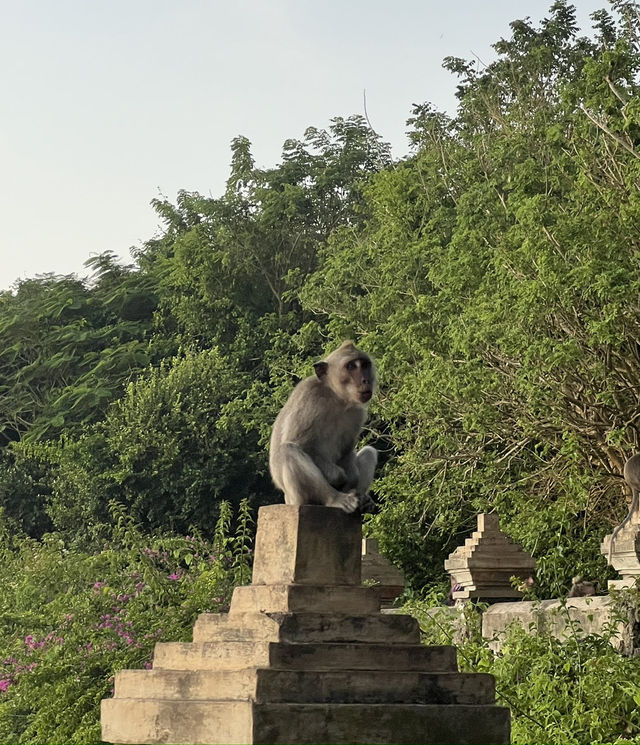 The Wild Monkeys of Bali: Playful, Sacred & Free