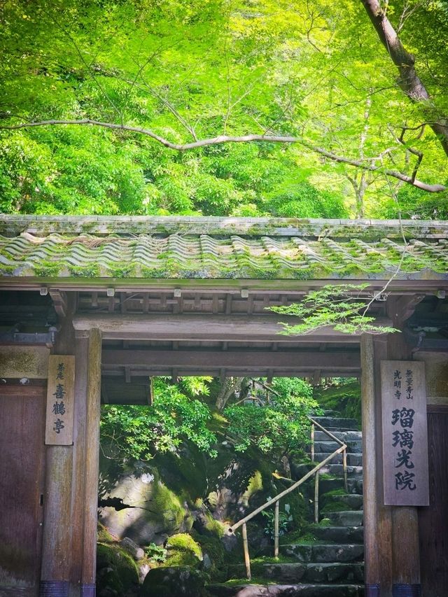 心に映る、青もみじのミラーワールド🪞🍃
