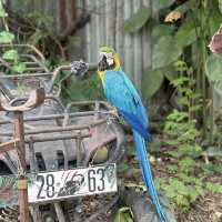 森の中の秘密基地！チョンブリーで見つけた動物カフェ「Monchang Cafe」🇹🇭